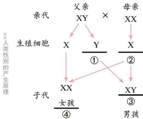 生男生生女生|生男还是生女，你以为是随机？其实早已写在了父亲的基因里